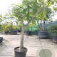 Ficus carica 100 cm stam container 35-40 cilinder