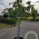 Ficus carica 100 cm stam container 35-40 cilinder