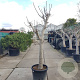 Ficus carica 100 cm stam container 35-40 cilinder