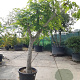 Ficus carica 100 cm stam container 35-40 cilinder
