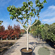 Ficus carica 90 cm stam container 20-25