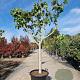 Ficus carica 90 cm stam container 20-25