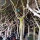 Ficus carica 90 cm stam container 20-25