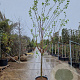 Prunus ar. 'Polonais' 100 cm stam container 14-16