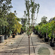 Prunus d. 'Texas' 100 cm stam 12L 10-12