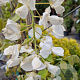 Wisteria brach. 'Shiro Kapitan' 175-200 cm 10L