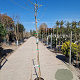 Wisteria brach. 'Shiro Kapitan' 175-200 cm 10L