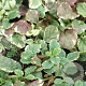 Ajuga reptans 'Variegata' GM P9