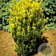 Cephalotaxus h. 'Korean Gold' 80-100 cm met kluit