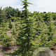 Cedrus libani 250-300 cm draadkluit solitair