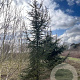 Cedrus libani 300-350 cm draadkluit solitair