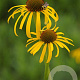 Echinacea paradoxa GM P9