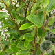 Griselinia littoralis GM C3