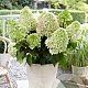 Hydrangea pan. Little Fresco 30-40 cm 3,0L