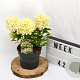 Hydrangea pan. Little Spooky 30-40 cm 3,0L