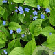 Omphalodes verna GM P9