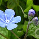 Omphalodes verna GM P9
