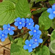 Omphalodes verna GM P9