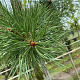 Pinus sylvestris 250-300 cm draadkluit solitair