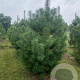 Pinus sylvestris 250-300 cm draadkluit solitair