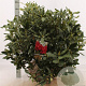 Rhododendron 'Nova Zembla' 80-100 cm met kluit