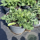 Scabiosa col. 'Butterfly Blue' GM 2,0L