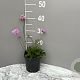 Scabiosa col. 'Pink Mist' GM 2,0L