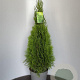 Thuja occ. 'Smaragd' 450-500 cm draadkluit solitair