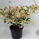 Viburnum hillieri 'Winton' 200-250 cm draadkluit struik