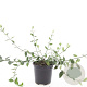 Euonymus fort. 'Tustin' GM C1.3