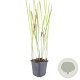 Imperata cylindrica 'Red Baron' GM P9