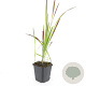 Imperata cylindrica 'Red Baron' GM P9