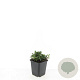 Potentilla tridentata 'Nuuk' GM P9