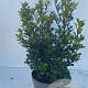 Ilex meserv. 'Heckenstar' 50-60 cm 7,5L