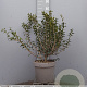 Osmanthus burkwoodii 60-80 cm 7,5L