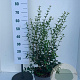 Osmanthus burkwoodii 60-80 cm 7,5L