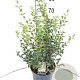 Osmanthus burkwoodii 60-80 cm 7,5L