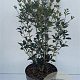 Osmanthus heterophyllus 60-80 cm 10L