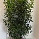 Prunus l. 'Angustifolia' 100-120 cm 10L
