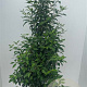 Prunus l. 'Angustifolia' 125-150 cm 15L