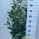Prunus l. Elly 80-100 cm 7,5L