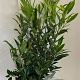 Prunus l. 'Herbergii' 80-100 cm met kluit