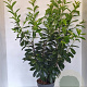 Prunus l. 'Novita' 100-125 cm 10L