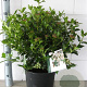 Viburnum tin. 'Eve Price' 40-50 cm 10L