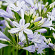 Agapanthus 'Peter Pan' GM P9 BIO