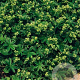 Alchemilla alpina GM P9 BIO