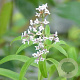 Aloysia triphylla GM P9