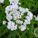 Anaphalis margaritacea GM P9 BIO