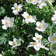 Anemone sylvestris GM P9