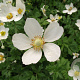 Anemone sylvestris GM P9